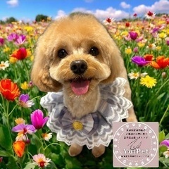 🐶【月に10組限定】出張トリミング 半額キャンペーン実施中✨《結城市・小山市周辺》 - 地元のお店