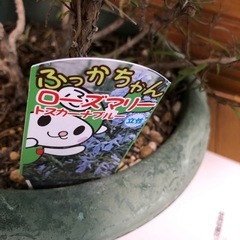 ローズマリーの画像
