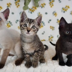 沖縄生まれの可愛い3兄妹