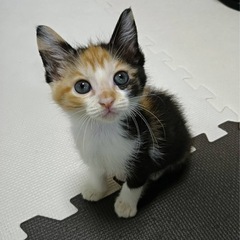 キュートすぎる❗️三毛猫🩷ひじきちゃん🤗6月22日赤煉瓦譲渡会に...