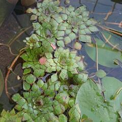 水草 ウォーターダイヤ 1株 ②の画像