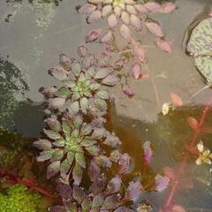水草 ウォーターダイヤ 1株 ②