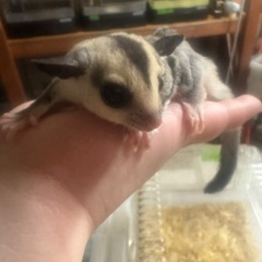 フクロモモンガ ホワイトフェイスベビー
