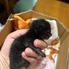 急募　目のあいてない野良猫（６月20日現在）