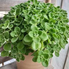 多肉植物　ハーブ　アロマティカス