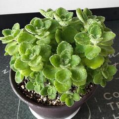 多肉植物　ハーブ　アロマティカスの画像