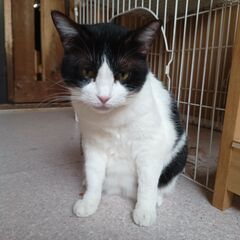 保護猫ボランティア