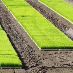田植え用　苗　あきほなみ　【にゃんにゃんイロハ様用】