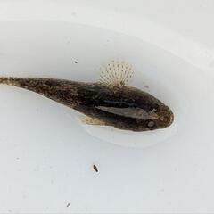 ドンコサイズバラバラ6匹の画像