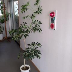 シェフレラ　150センチ　観葉植物
