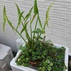 『水生植物の寄せ植え』▪️ビオトープ斑入りホテイ草1株付き