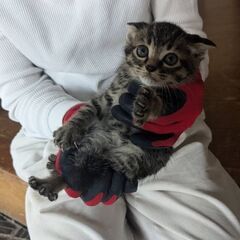キジトラ子猫　1ヶ月半くらい　オス