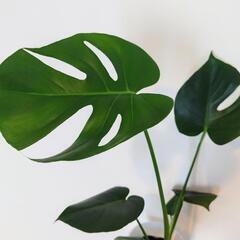 モンステラ①苗木　高さ55cm 　状態良好　観葉植物の画像