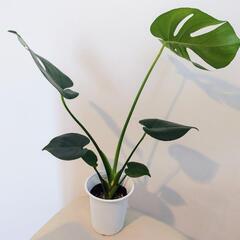 モンステラ①　高さ50cm 　状態良好　観葉植物