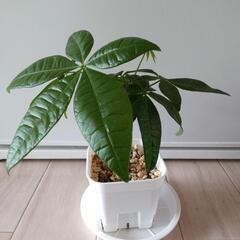観葉植物　パキラ　実生