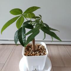 観葉植物　パキラ　実生の画像