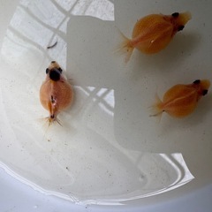 金魚　ピンポンパール