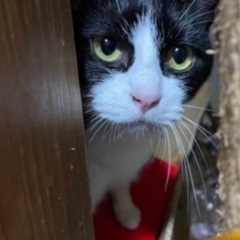急ぎで里親様探しております！可愛いプチちゃん