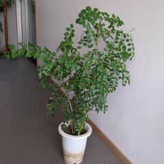シマネトリコ　観葉植物
