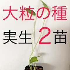 大粒のモンステラデリシオーサの種から生育した実生です！2苗（株）Ｃ①