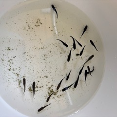 ブラックダイヤメダカ
若魚20匹