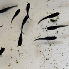 ブラックダイヤメダカ
若魚20匹の画像