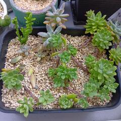 多肉植物