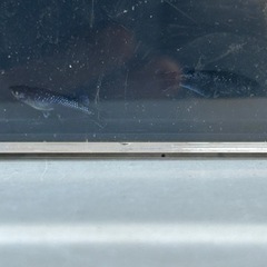 メダカ　曜変天目　若魚　2ペアの画像