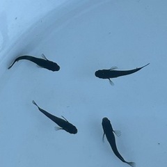 メダカ　曜変天目　若魚　2ペアの画像