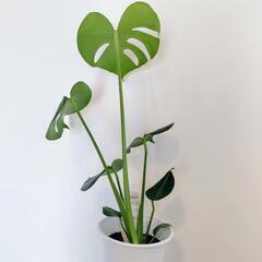 モンステラ②　高さ50cm 　状態良好　観葉植物