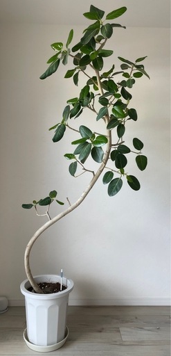 フィカスベンガレンシス