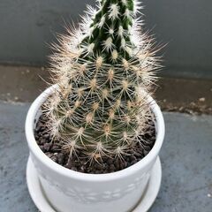 サボテン　ネオボルテリア　徒長株