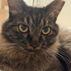 【 モフモフ女の子♀︎♡ サイベリアンみたいな長毛猫 ♡ 】