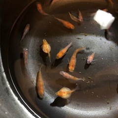 🉐🍡雲州三色ダルマめだか🐟有精卵100個