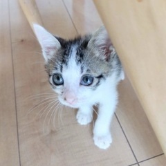 甘えん坊な女の子です