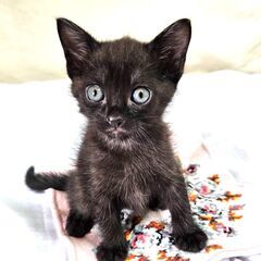 子猫が産まれました！　予約受付中！