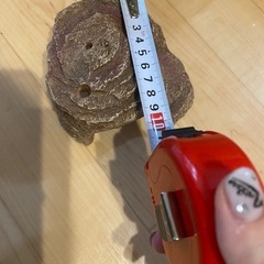 小ガメ　隠れ家の画像