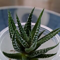 【多肉植物】十二の巻かな？