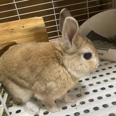 性同一性障害でなやみちゅう…