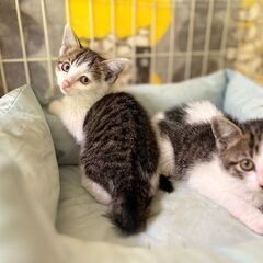 保護しました🖤１～２ヶ月 フレンドリーなハチワレキジ白男の子 