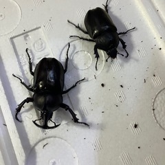 カブトムシを飼育したい方