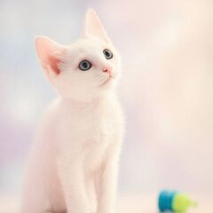 6月28日（土）三鷹で猫の譲渡会🪂🩷☄️babybaby子…