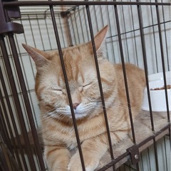 鼻の穴が小さい(ちゃろ君)