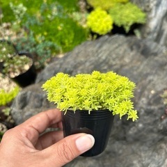 セダム　黄金細葉万年草の画像