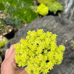 セダム　黄金細葉万年草