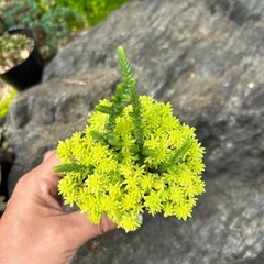 セダム　黄金細葉万年草の画像