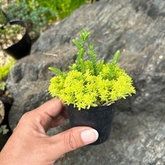 セダム　黄金細葉万年草の画像