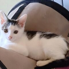 6月28日（土）三鷹で猫の譲渡会🪂🩷☄️babybaby子…