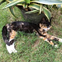 歌舞伎顔の 三毛猫　メス×2匹 − 千葉県