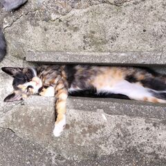 歌舞伎顔の 三毛猫　メス×2匹 - 旭市